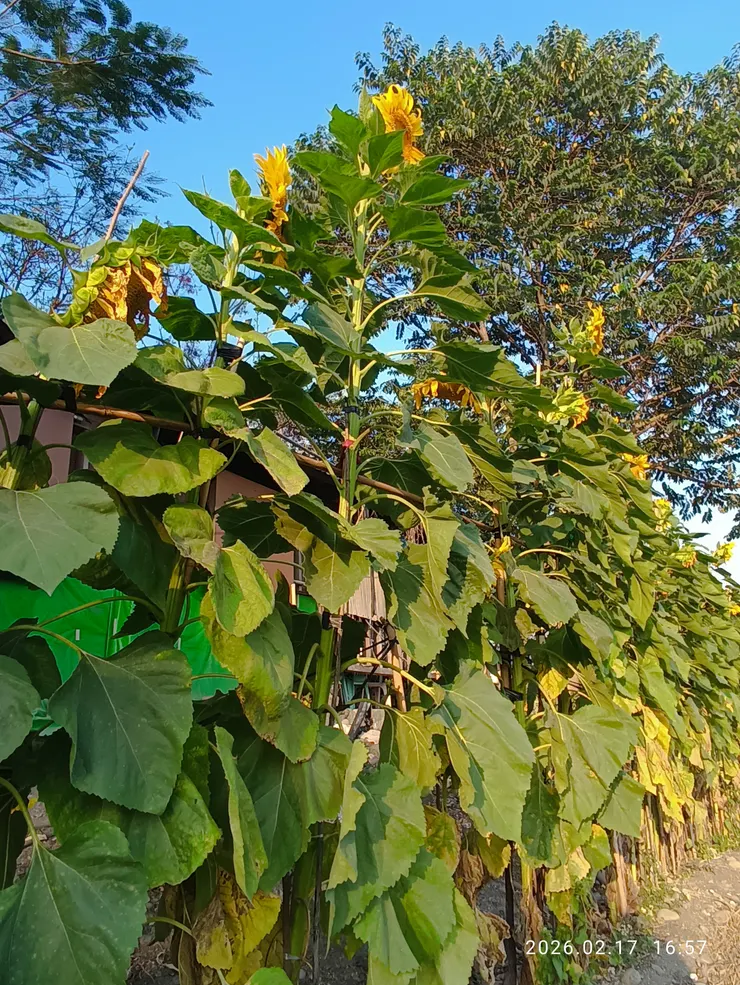 這些顆向日葵是所見最高巨者，高約2,3公尺，花莖約如半個手腕