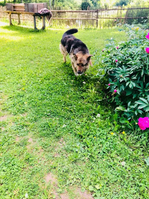 看到人就很熱情的~人來瘋的狗