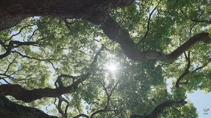 楊錦聰《心的凝望》MV截圖