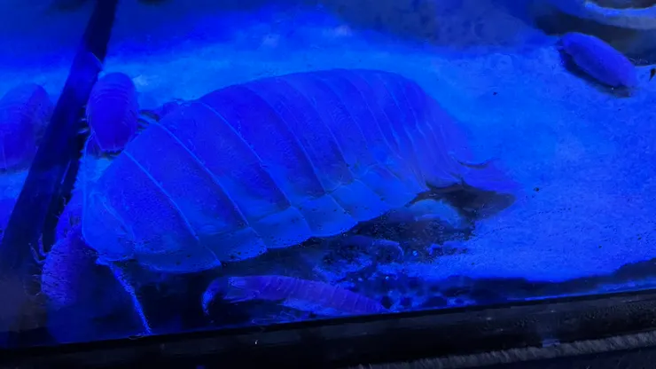 看起來驚悚的蟲，想不到會跑到拉麵上。