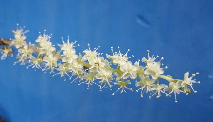 圖片來源：來自安奇珮奇的隨手拍