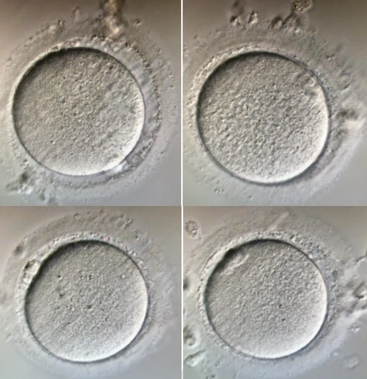 2023.10.01九尾在Labryo取出鮮卵照片