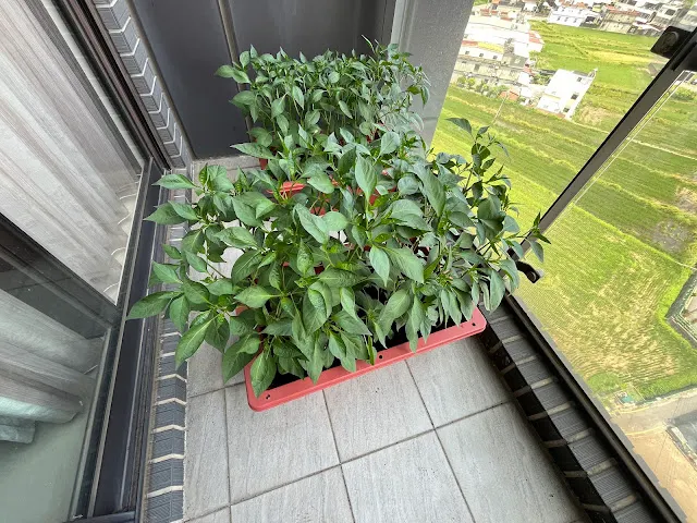 將盆栽往外移一點並轉向