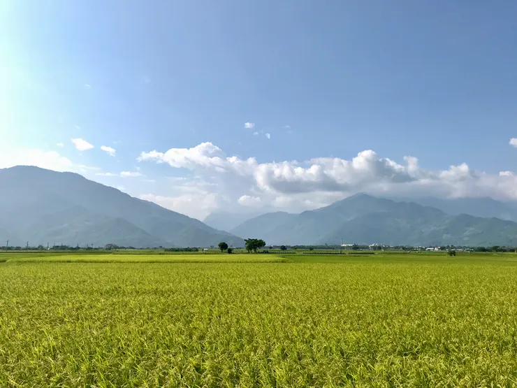 稻田、樹、山脈、雲朵、天空