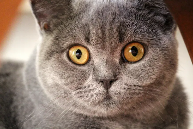 Chartreux