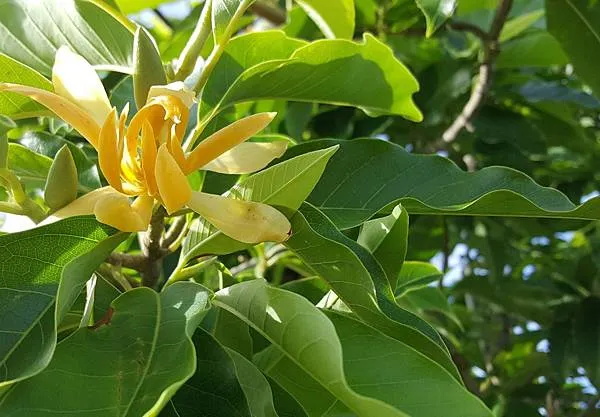 燦黃若金的花色，有如美人素手的嫋娜花瓣