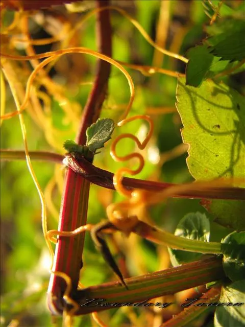 仔細看喔，裡面有一個菟絲所圍成的半心，另一半扭曲得可怕！