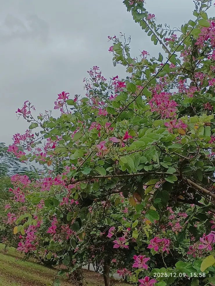 遲暮紫荊猶芳豔，皆自拍攝