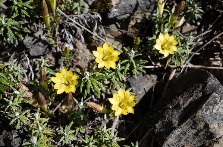 合歡山公路旁的黑斑龍膽