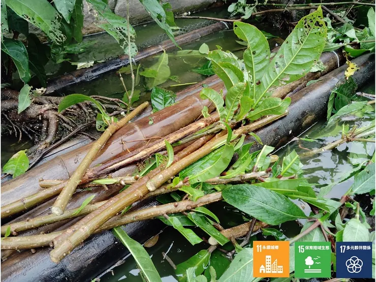 挑揀強健枝條重新扦插回浮島空隙處