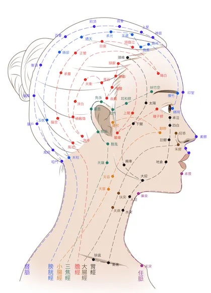 頭面部經絡循行