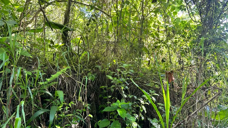 藤蔓強勢覆蓋林下層，透露出復育前的自然競爭狀態。