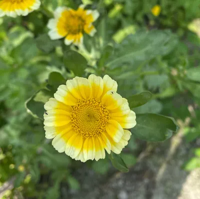 一隻會彈琴的貓的沙龍