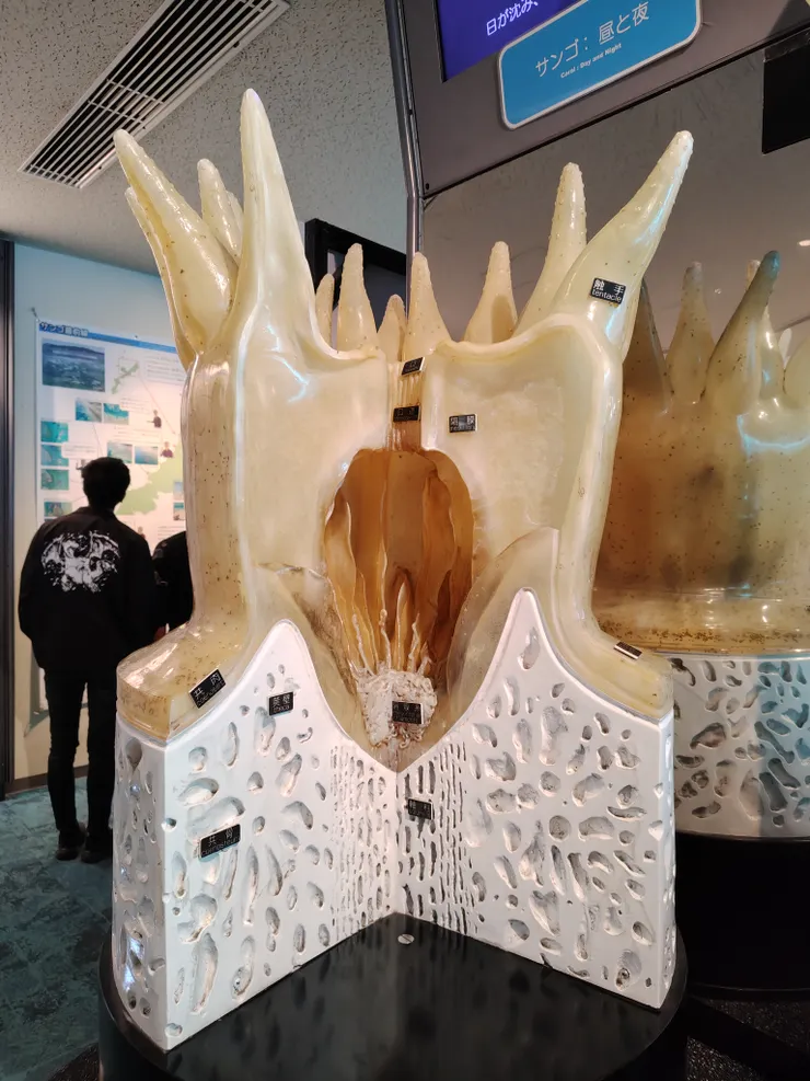 很像牙齒的巨大珊瑚剖面模型