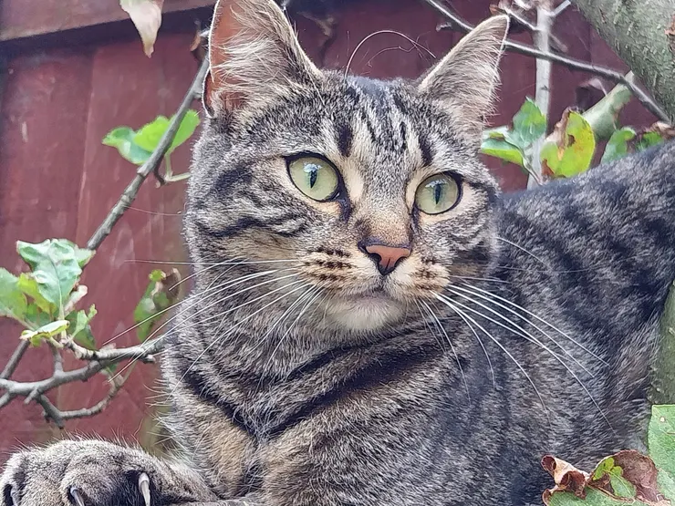 喵~本小姐是樹枝desu，剷屎官叫我介紹自己，那我就將就下吧！  我的大宅就在她的正旁邊，所以我常常來她家玩，我身手敏捷，我可以爬樹、爬圍牆、穿洞等來她家，不管是因為無聊或我家的狗煩。