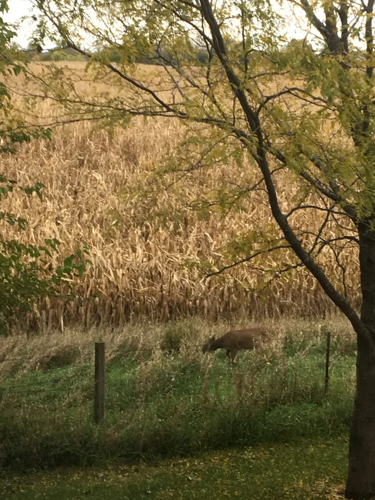 秋天一片金浪的玉米田（有鹿經過）