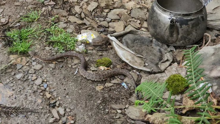 在工作站地基下方發現菊池氏龜殼花-台灣特有高山毒蛇