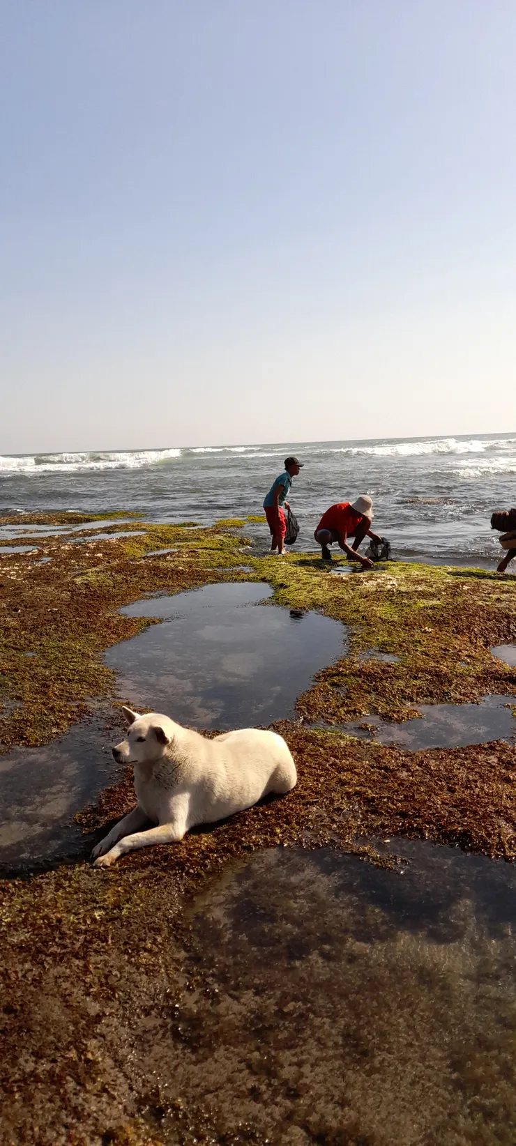 當地人採海菜給飯店收購當salad菜