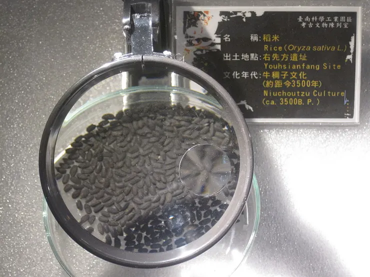 南科遺址發現的稻米 By Pbdragonwang, via Wikimedia Commons