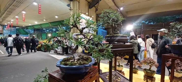忍不住當場拿來纏線造型題材的雀舌羅漢松