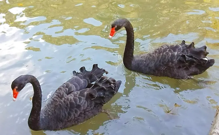 在水的國度裡，練習優雅地劃向共同的遠方。 