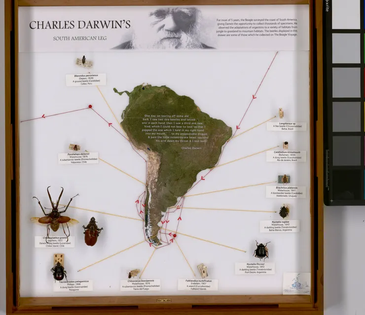 圖片來源：Digitising the NHM