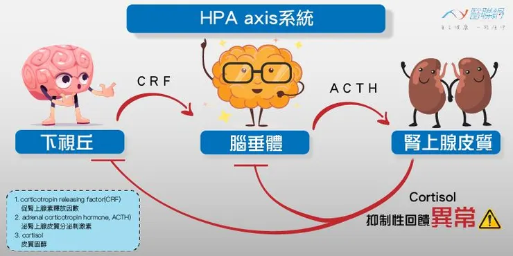 【關於HPA axis系統】