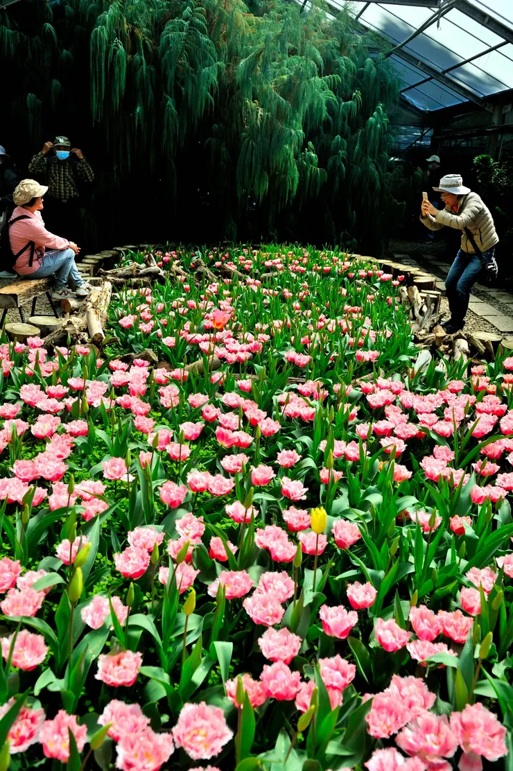 【鬱金香虞美人陸蓮與小蒼蘭,繽紛奪目遊客流連溫帶花園。背景是一棵美麗的喀什米爾柏。】