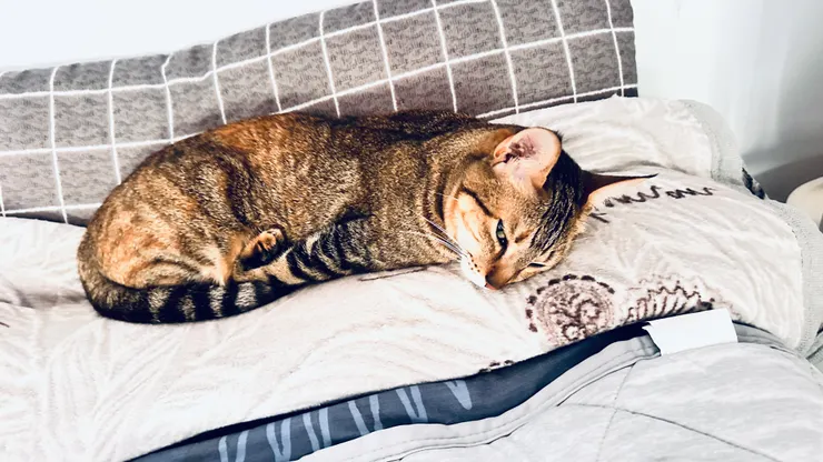 無聊就睡覺~最不怕無聊的生物