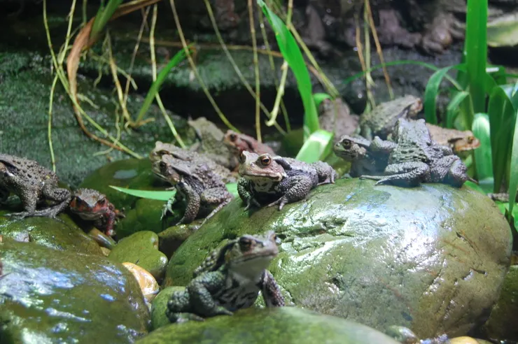 生物的群聚現象