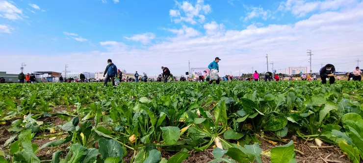一家一個茄芷袋收穫晶瑩滿滿 回味兒時唱的歌喜聽童稚歡笑