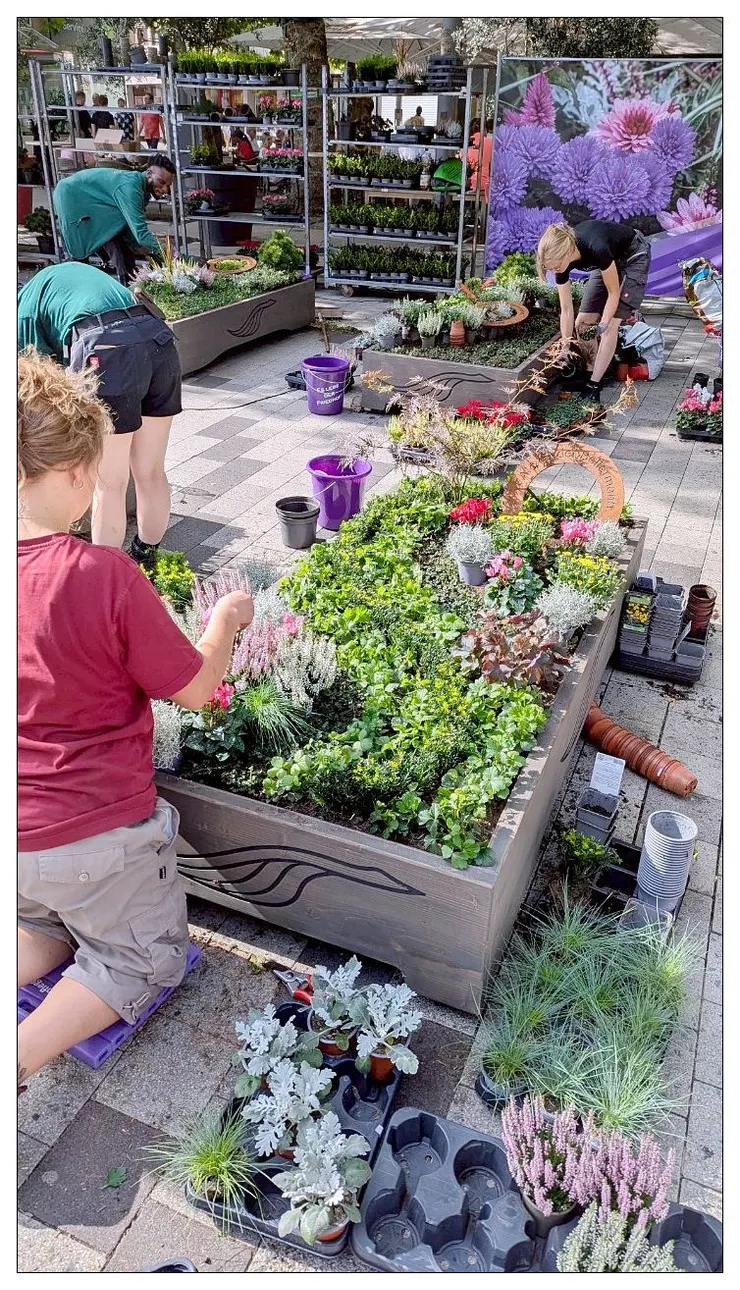 回程沿著原路又看到園藝競賽, 已經快完成了喔