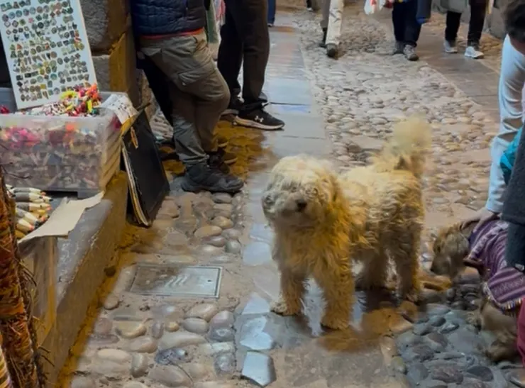 捲毛狗狗真的好可愛