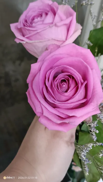 《Vox Rosenna | Page.2》