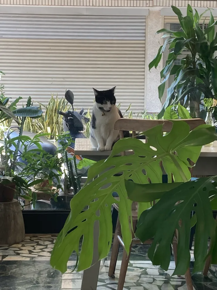 身為愛貓人士,從場勘開始就重點錯,有努力忍住不安分的手手不騷擾他