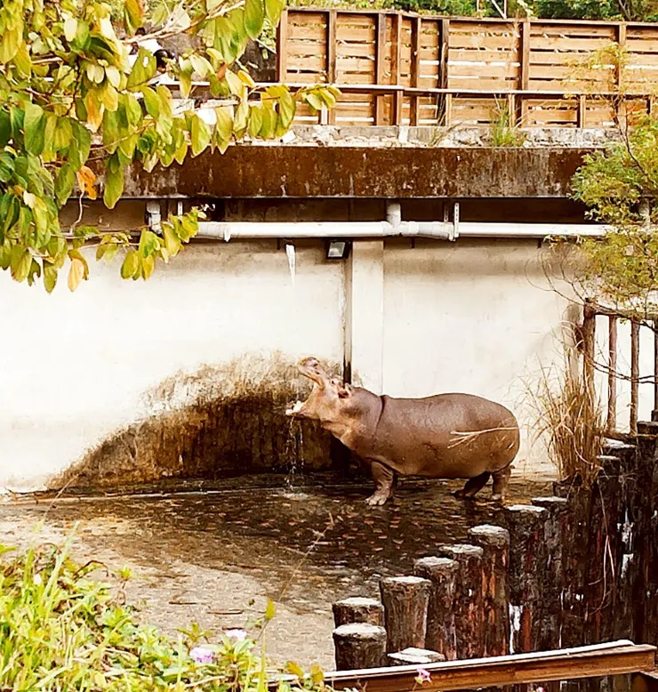 河馬 --- 河馬喝水ing