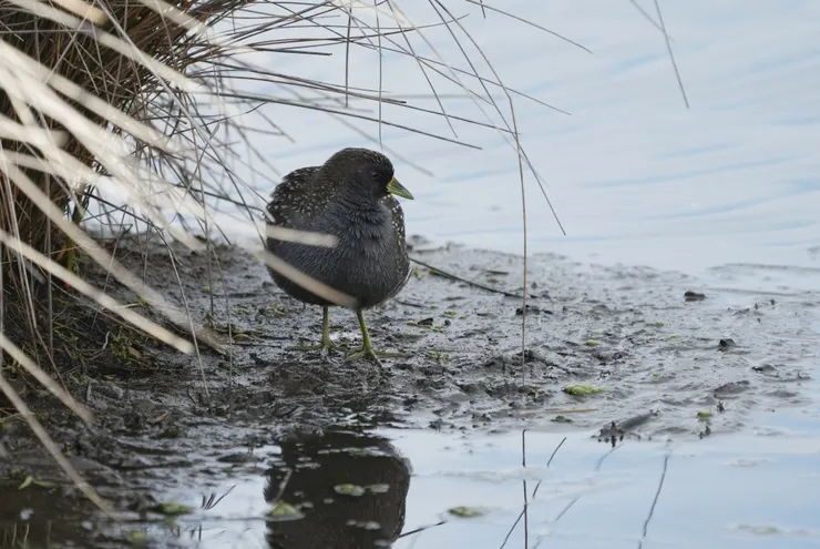 Australian Crake