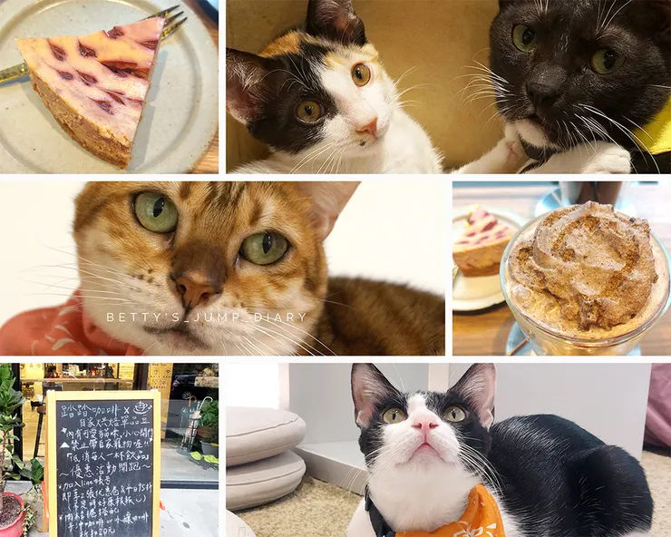 ▲踏踏咖啡x養憩動物血液中心/圖片來源：Betty's Jump Diary