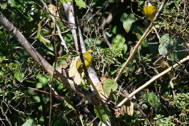 兩隻鮮黃色的蛋