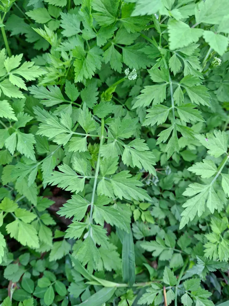 水芹菜的葉子是不是跟毛茛一樣長得像芹菜葉呢？只是它長得比較細小些