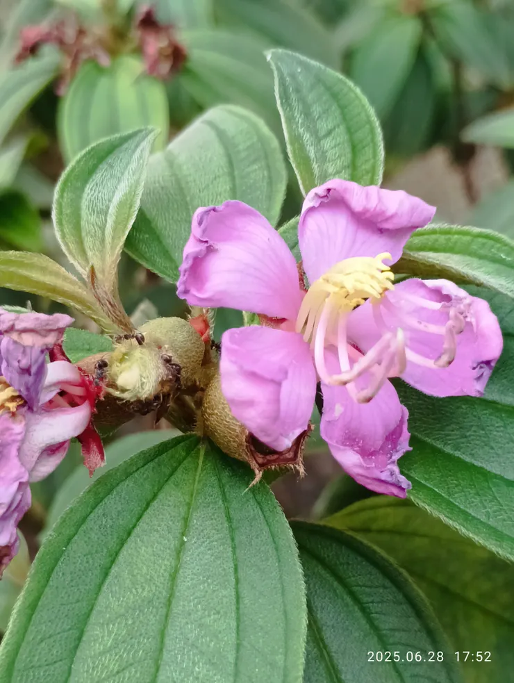 野牡丹，自拍攝