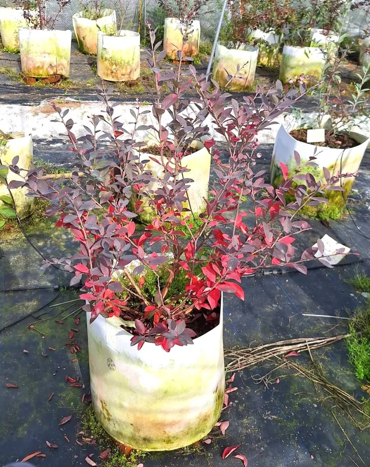 藍莓植株轉紅 (拍攝於台中新社)