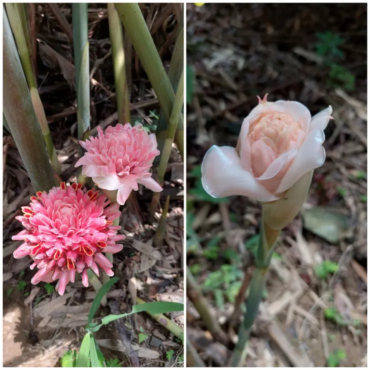 在嘉義德源禪寺拍攝到的火炬薑