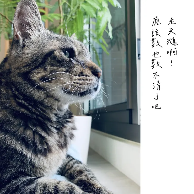 解釋一下：受過傷的左眼容易分泌淚水