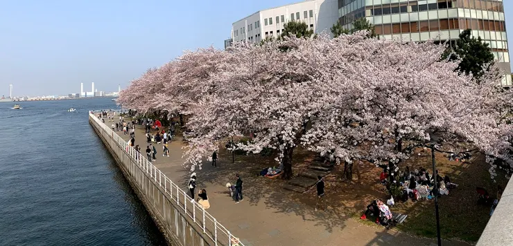 港邊櫻花大景,在沒有預約的春日裡,走進一場剛剛好的盛放。