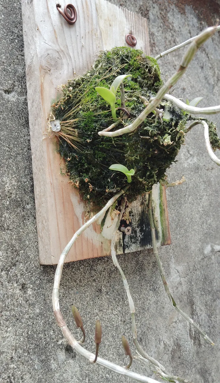 除了盆植，也會把有「附生」能力的植物上板培植──這叢黃花石斛上板快兩年了，今年冬年葉子落盡了無生機，看似不妙，卻在近日冒出新嫩的高芽，及兩三待放的花蕾