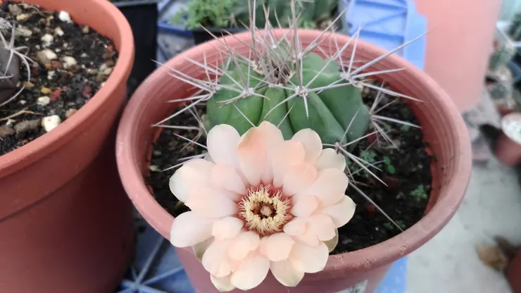 初次開花