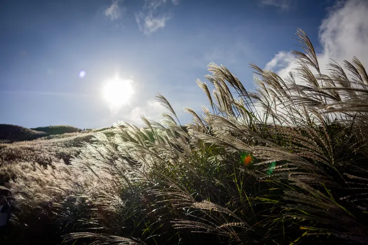 剛好撥雲見日，拍到背光閃閃發亮的芒草 (18mm f/3.5 1/8000 ISO400 Cannon EOS R7)