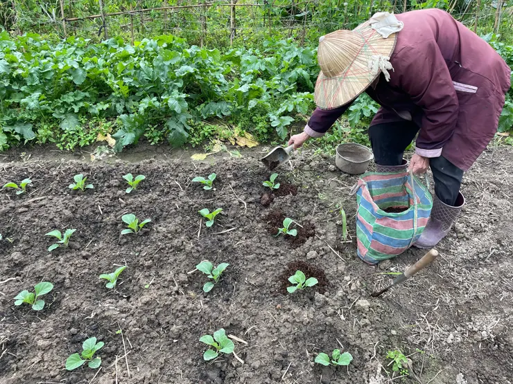 高麗菜施肥中