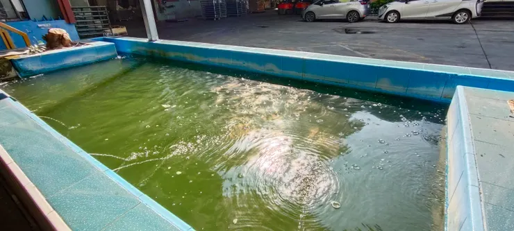 冷到魚都不想游上水面